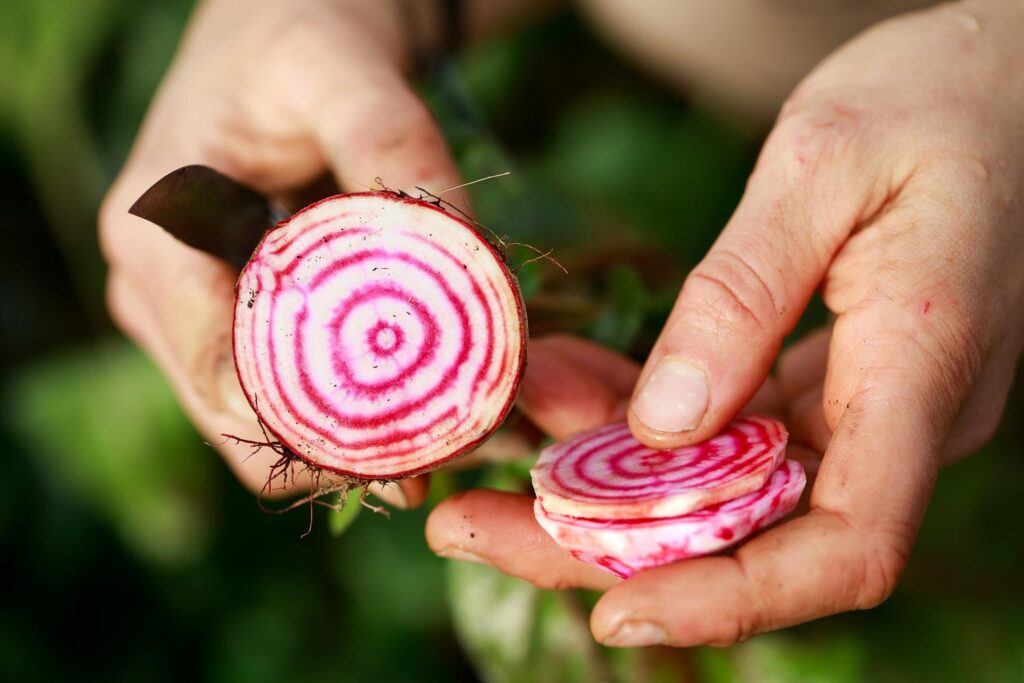 Légumes bio de la Ferme des Croquants en Ariège