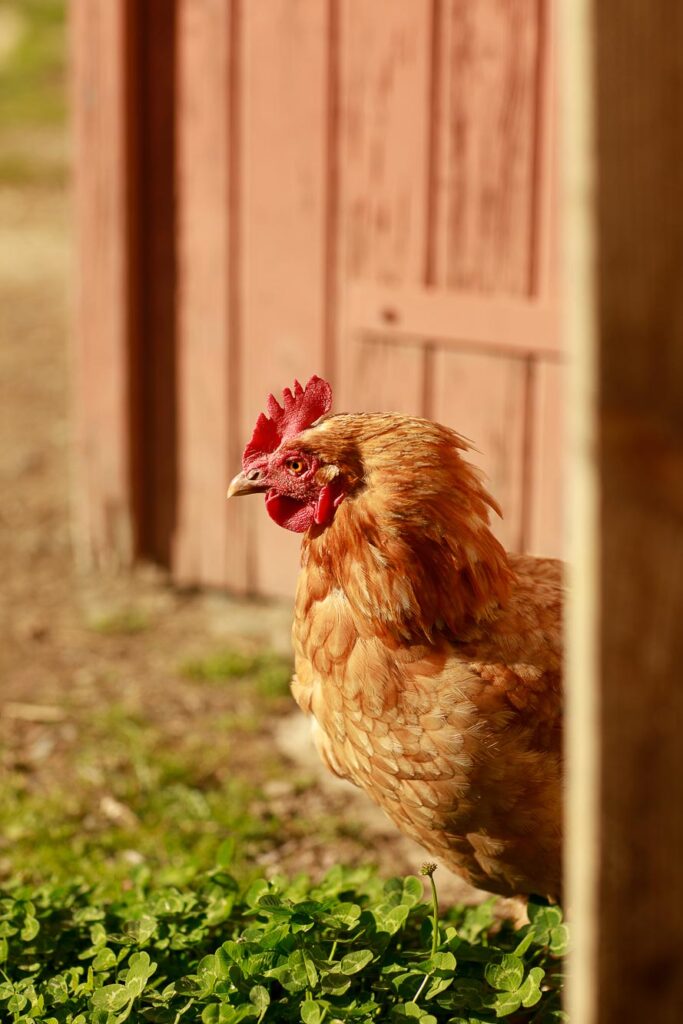 Oeufs bio de la Ferme des Croquants en Ariège